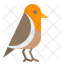 Bird Robin Pet Icon