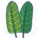 Bird Of Paradise Leaf Icon