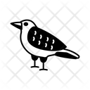 Blackbird Icon