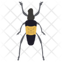 Blister Beetle Insect Scarab Beetle Icon
