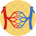 Blood Vessels  Icon