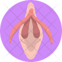 Human Anatomy Body Organ Vagina Icon