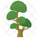 Bonsai Tree Icon
