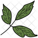 Box Elder Leaf Leaf Foliage Icon