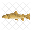Brown Trout Icon