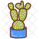 Bunny ear cactus  Icon