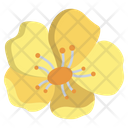 Butter Cup Flower Flowers Icon