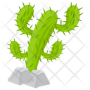 Cactus Pirate Cactus Monster Cactus Icon