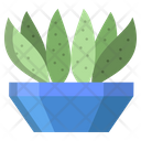 Cactus Century Cactus Icon