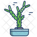 Cactus Cholla Cactus Cactus Pot Cactus Plant Icon