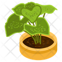 Caladium Plant Icon
