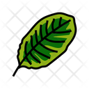 Calathea Leaf Calathea Tropical Icon