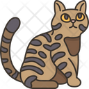 California Spangled Cat Icon