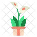 Calla Lily Lily Flower Icon