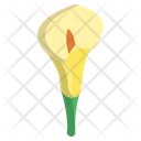 Calla Lily Flower Flowers Icon