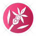 Calypso Orchid Icon