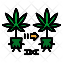 Cannabis Cloning Plants Icon