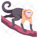 Capuchin Capuchin Monkey Cebidae Icon