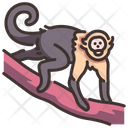 Capuchin Icon