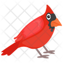 Cardinal Bird  Icon