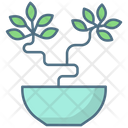 Carmona Bonsai Plant Icon