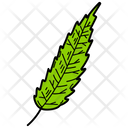 Cedar Leaf Leaf Foliage Icon