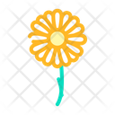 Chamomile Flower Icon