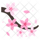 Cherry Blossom  Icon