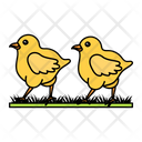 Chicks Icon