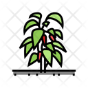 Chili Pepper Plant Icon