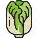 Chinese Cabbage Vegetable Icon