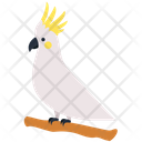 Cockteil Bird Nature Icon