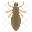 Beetle Insect Scarab Beetle Icon