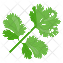 Coriander Leaves Eco Leaves Icon