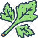 Coriander Herb Leaf Icon