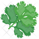 Coriander Green Herb Icon