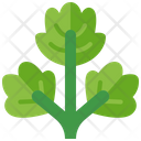 Coriander Vegetable Herb Icon