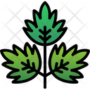 Coriander Cilantro Celery Icon