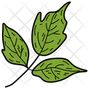 Coriander Leaf Icon