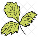 Coriander Leaf Leaf Foliage Icon