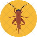 Insects And Bugs Cricket Insect Icon