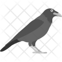 Crow Raven Jackdaw Icon
