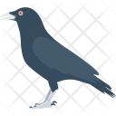 Crow Bird Scare Icon