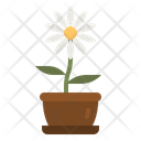 Daisy Flower Botanical Icon