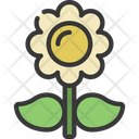 Daisy Flower Icon
