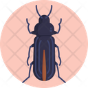 Darkling Beetle Beetle Insect Icon