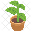 Decorative Plant Plant Pot Plant Vase Icon