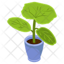 Dieffenbachia Plant Icon