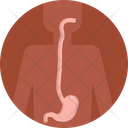 Human Anatomy Digestive System Stomach Icon