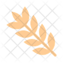 Durum Wheat Ear Of Wheat Grain Icon